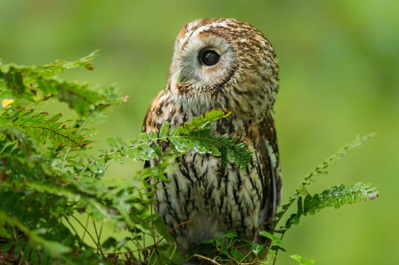 Brown Owl in Foliage — Green