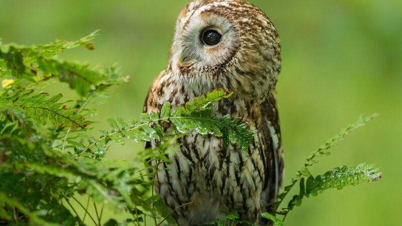 Brown Owl in Foliage
