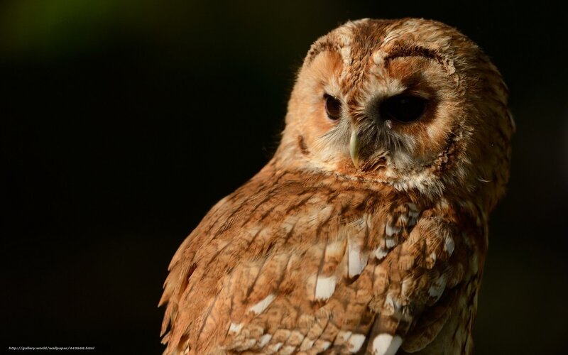 Brown Owl in Forest — Dramatic