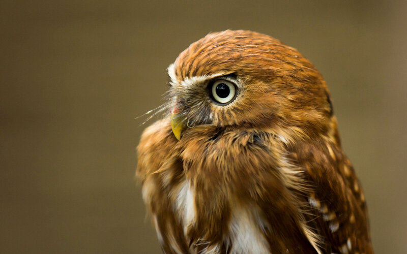 Brown Owl in Profile — Alert