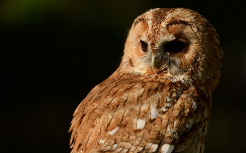 Brown Owl in Profile — Dramatic