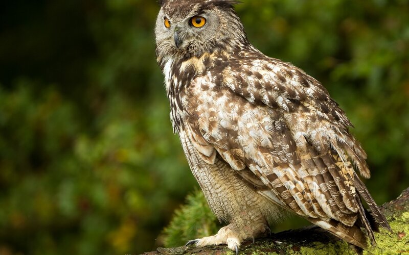 Brown Owl on Branch — Alert, Afternoon