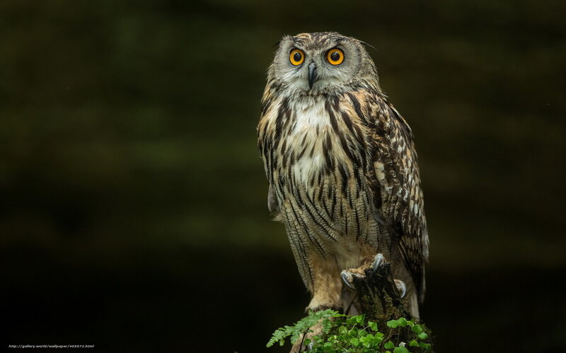 Brown Owl on Branch — Alert, Photograph