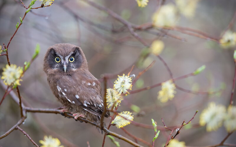 Brown Owl on Branch — Calm, Spring