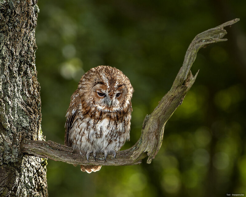 Brown Owl on Branch — Calm