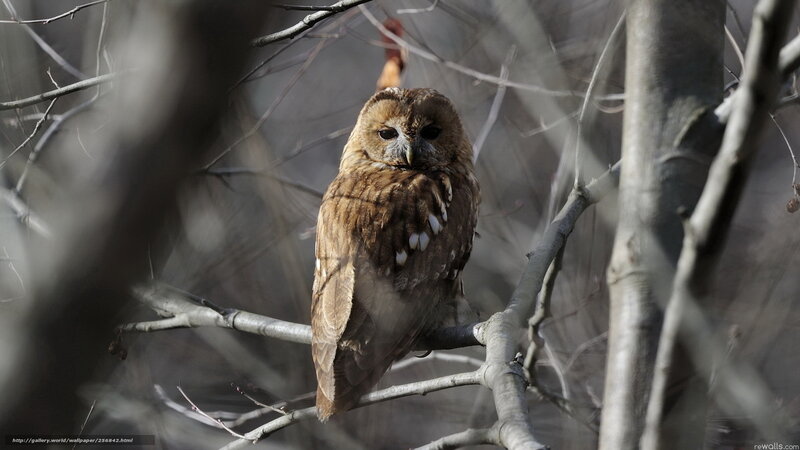Brown Owl on Branch — Calm, Winter