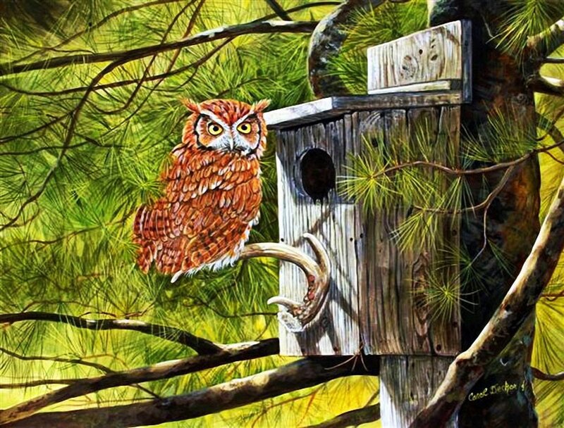 Brown Owl on Branch — Green