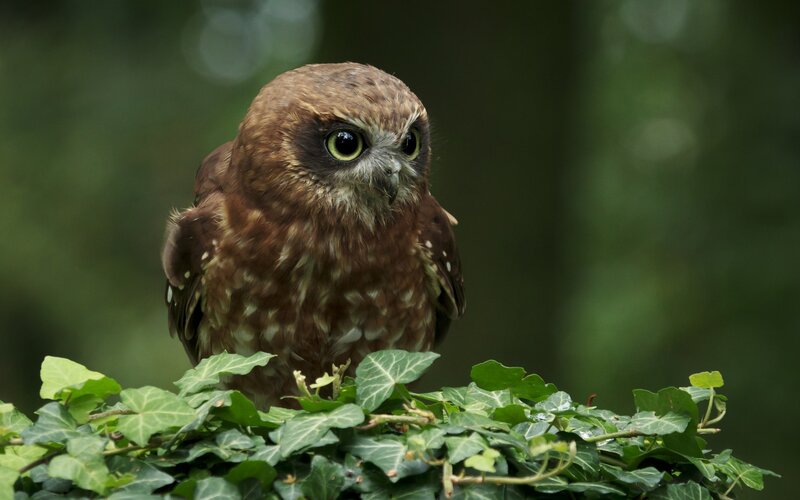 Brown Owl on Ivy