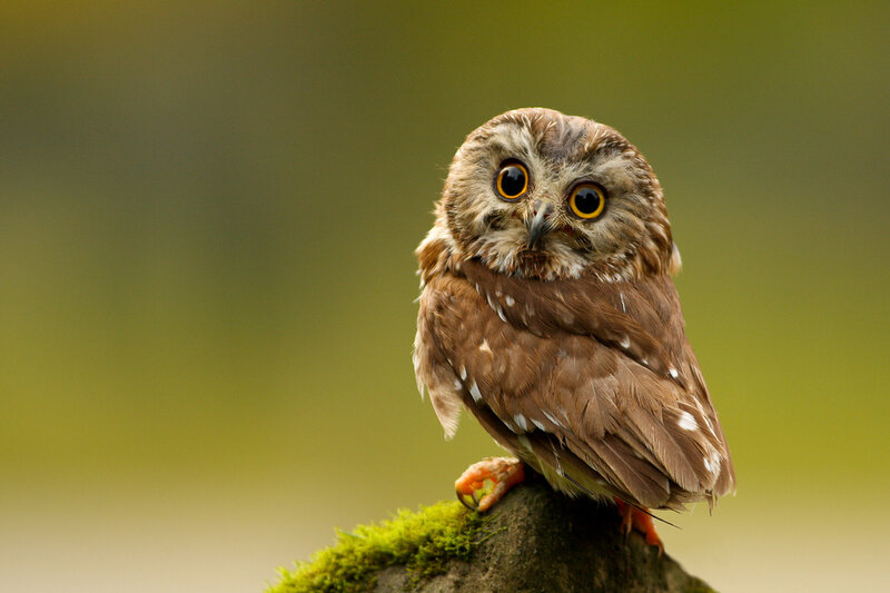 Brown Owl on Mossy Rock