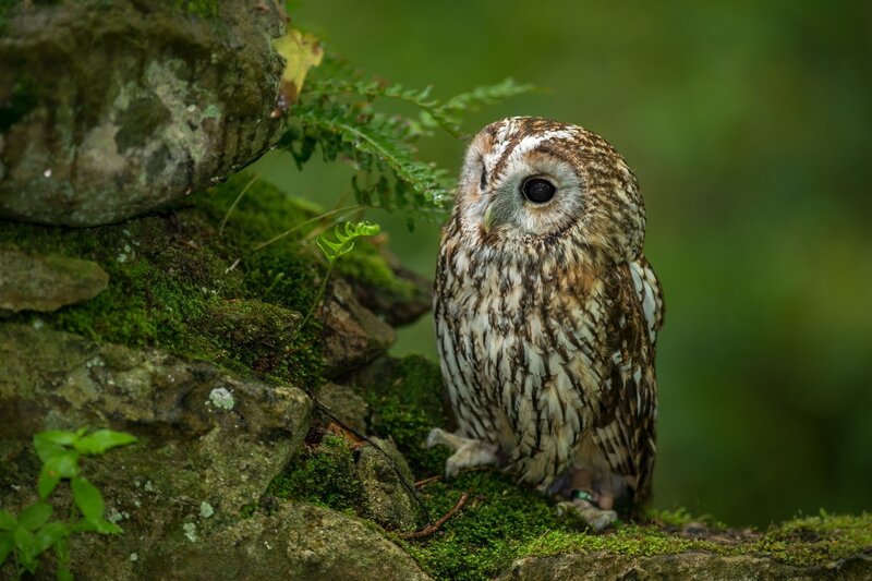 Brown Owl on Mossy Rocks — Green
