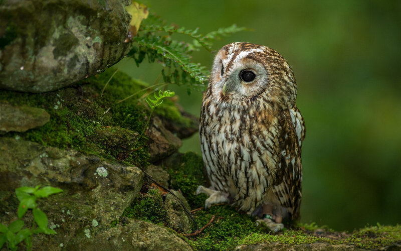 Brown Owl on Mossy Rocks