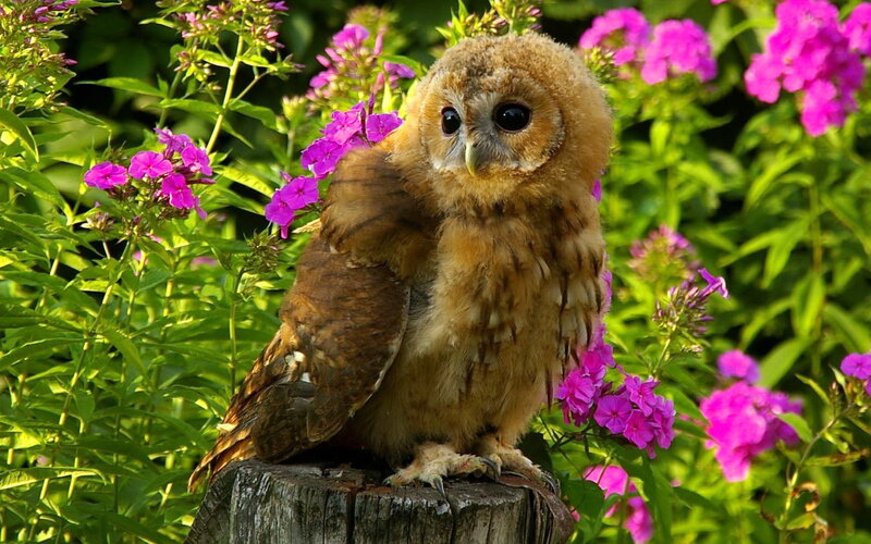 Brown Owl on Stump