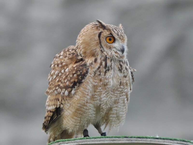 Brown Owl Perched — Alert, Photograph