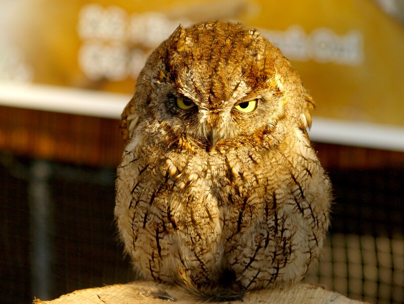 Brown Owl Perched — Alert