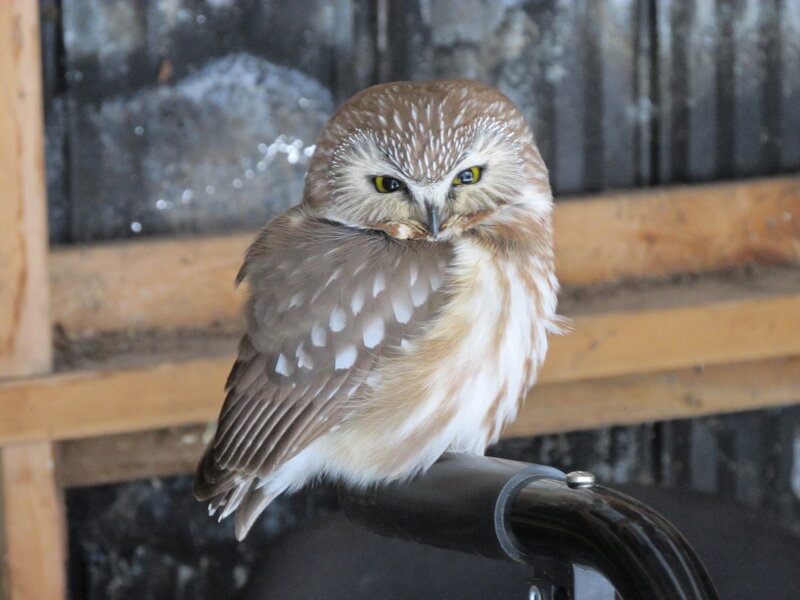 Brown Owl Perched — Calm