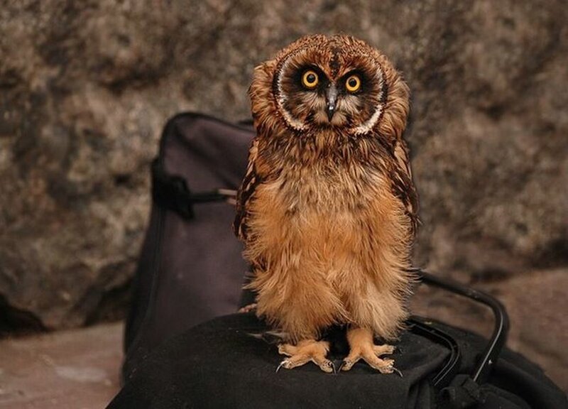 Brown Owl Perched