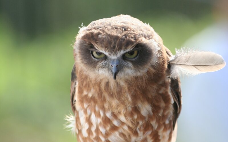 Brown Owl with Green Eyes — Intense, Afternoon