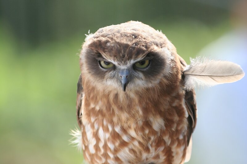 Brown Owl with Green Eyes — Intense