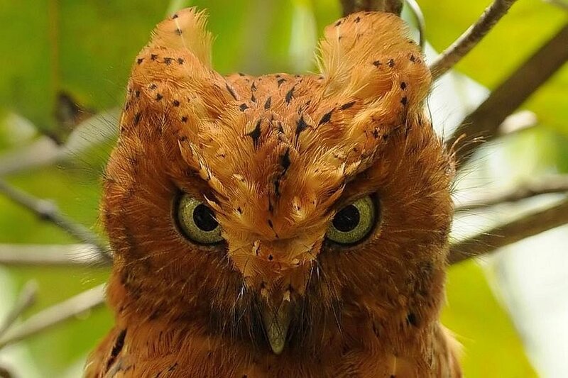 Brown Owl with Green Eyes