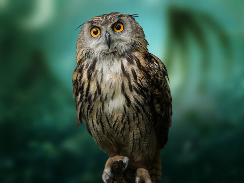 Brown Owl with Yellow Eyes — Alert
