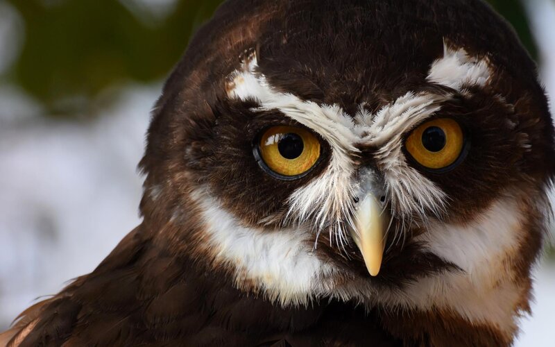 Brown Owl with Yellow Eyes — Intense, Photograph