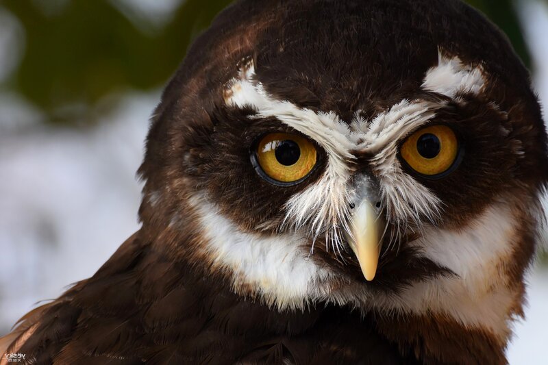 Brown Owl with Yellow Eyes — Intense