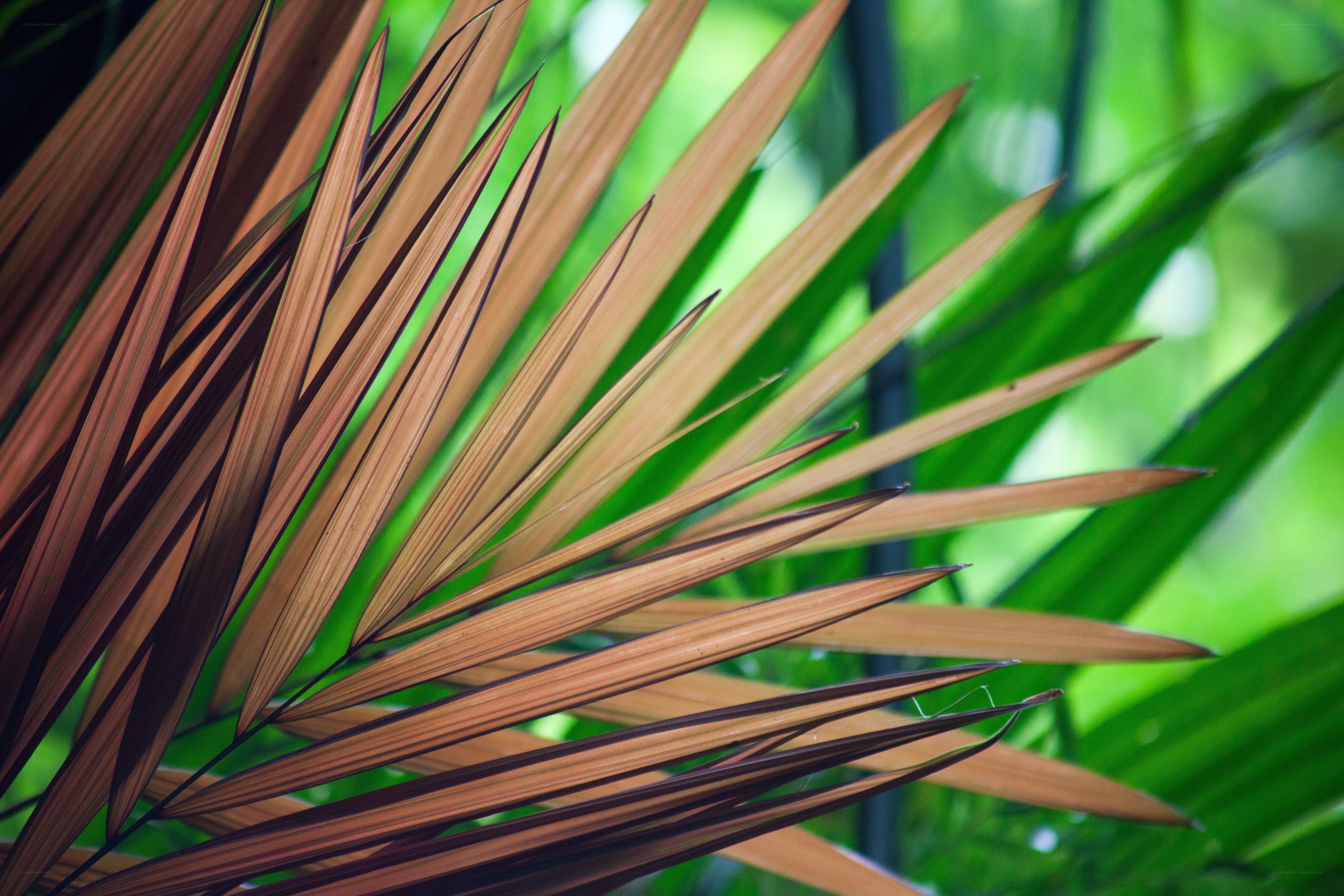 brown palm fronds in sunlight