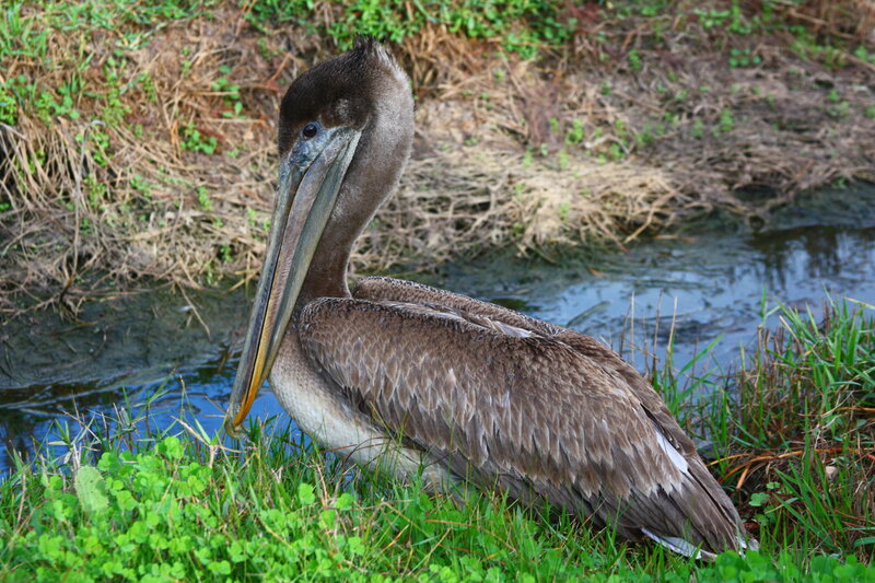Brown pelican by the water