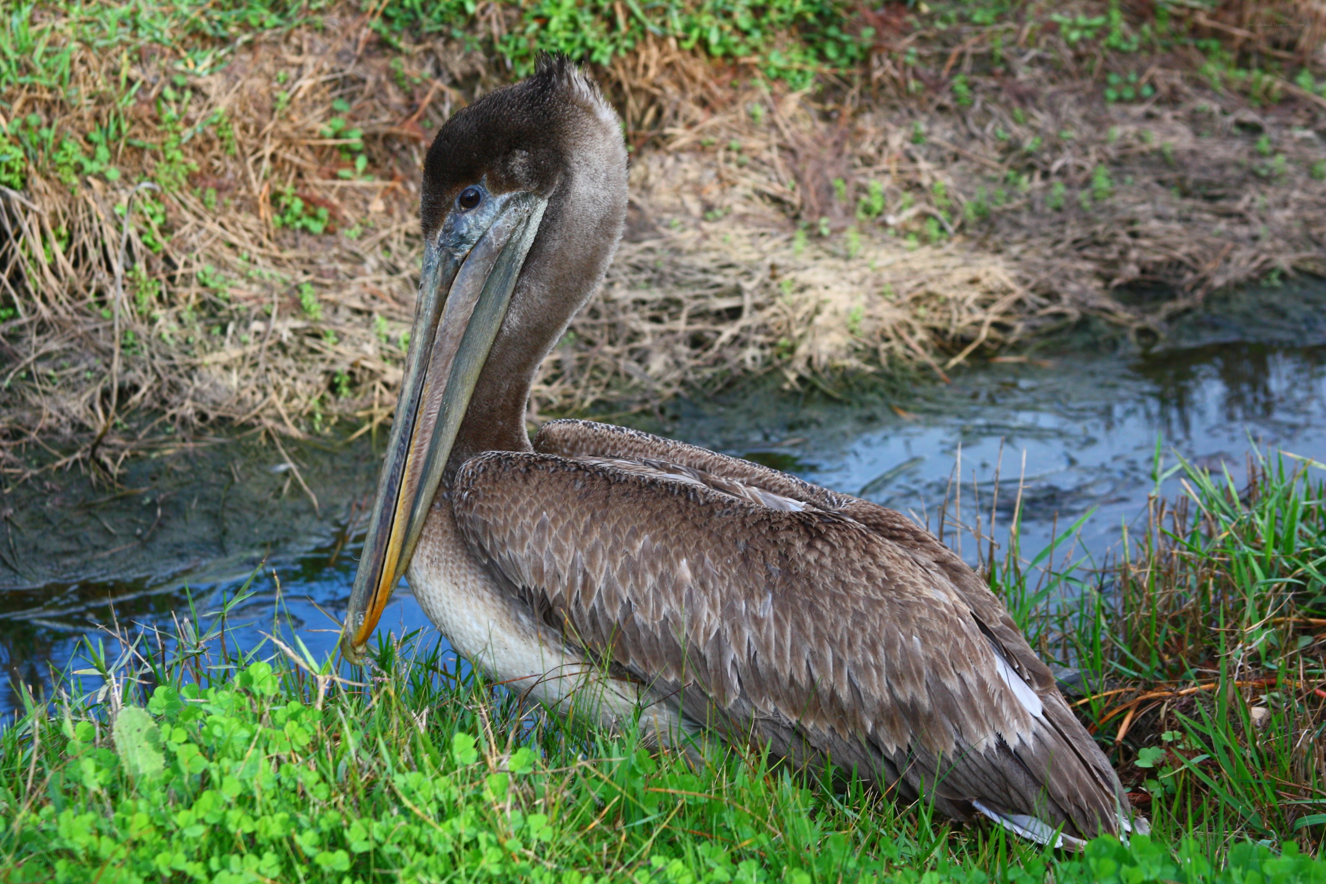 Brown pelican by the water