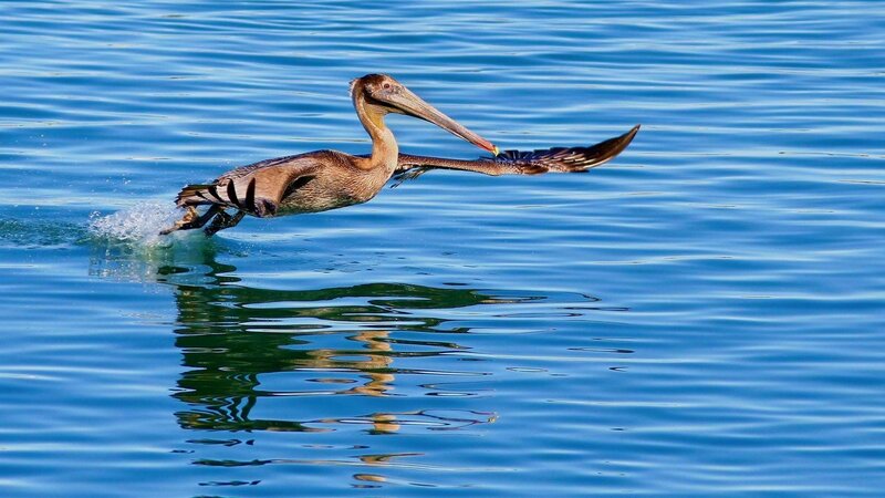 Brown Pelican in Flight — Blue, Dynamic, Afternoon