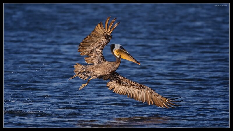 Brown Pelican in Flight — Blue, Dynamic, Photograph