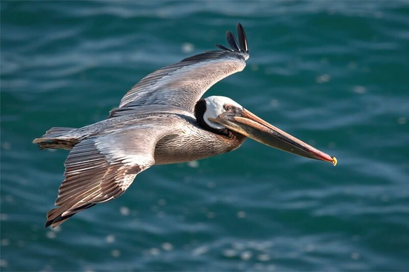 Brown Pelican in Flight — Blue, Dynamic
