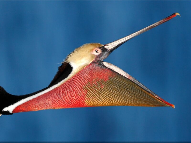 Brown Pelican in Flight — Blue