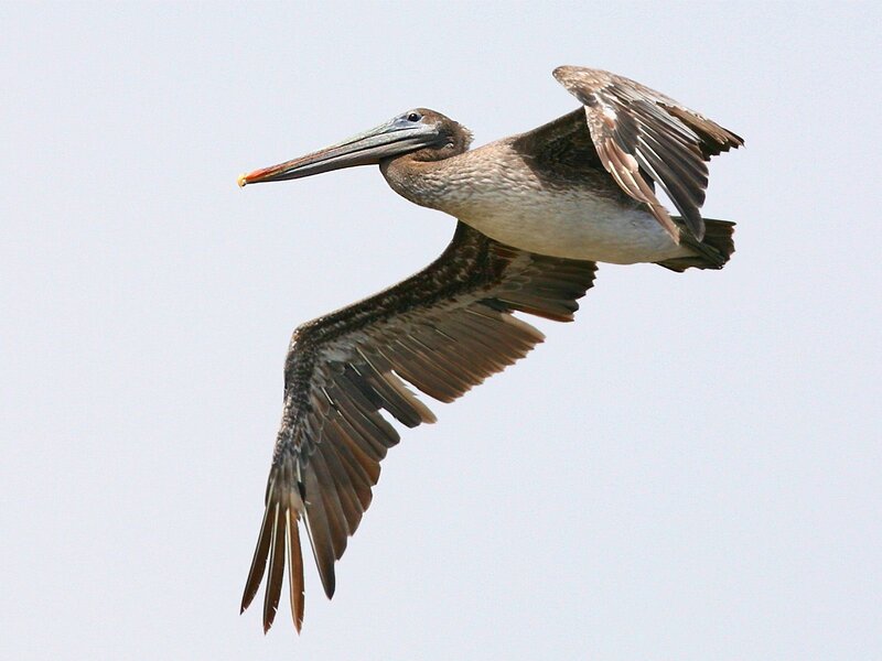 Brown Pelican in Flight — Gray, Calm