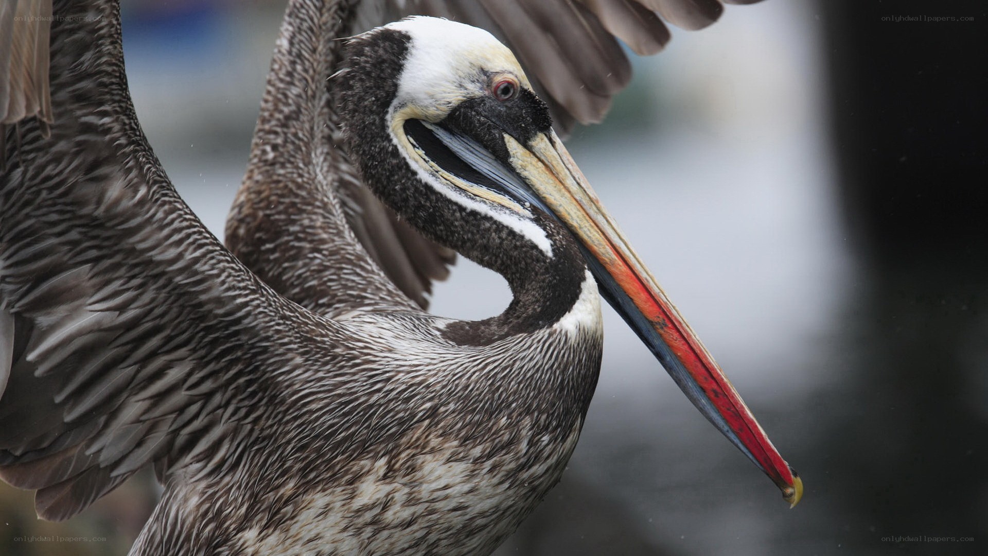 Brown pelican in flight