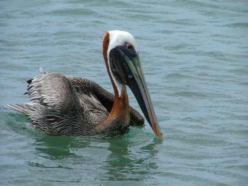 Brown Pelican in Water — Gray