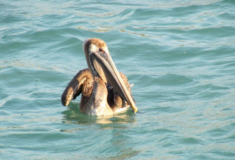 Brown Pelican in Water