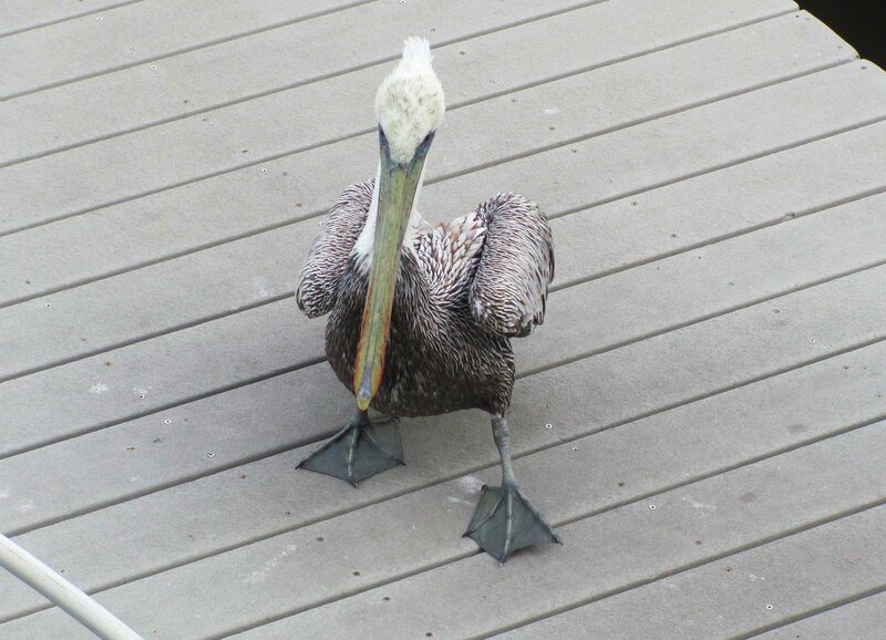 Brown Pelican on Dock — Gray