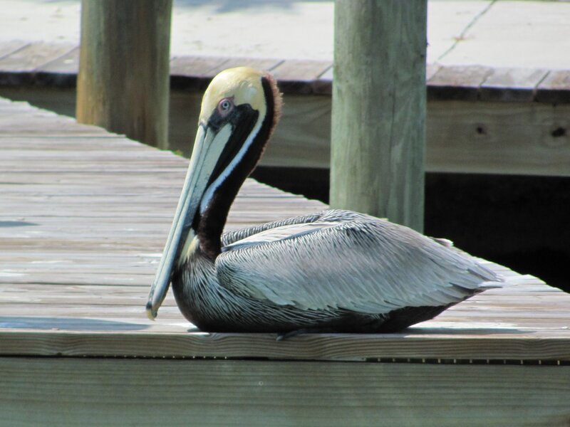 Brown Pelican on Dock