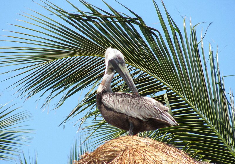 Brown Pelican on Palm