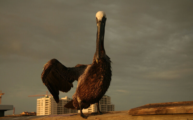 Brown Pelican on Pier