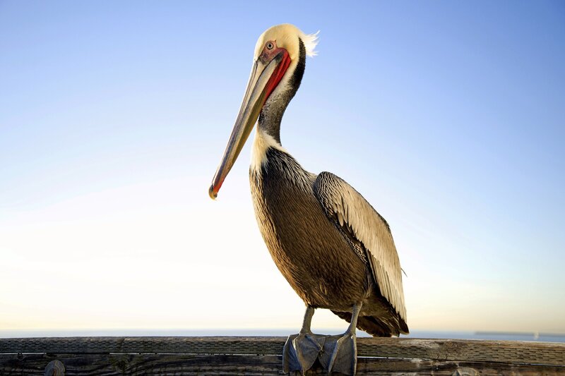 Brown Pelican on Railing