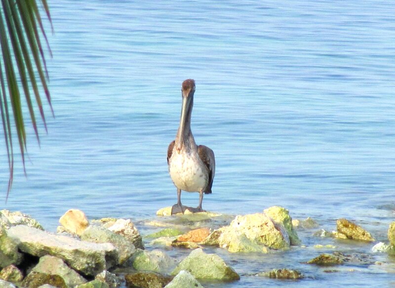 Brown Pelican on Rocks