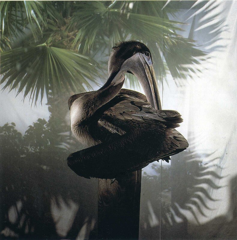 Brown Pelican Perched