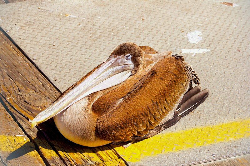 Brown Pelican Resting