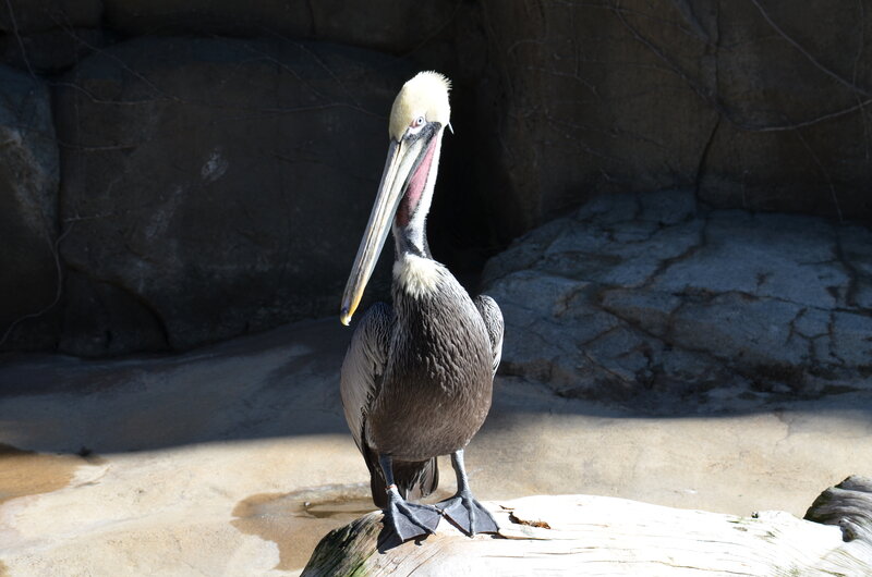 Brown Pelican Standing