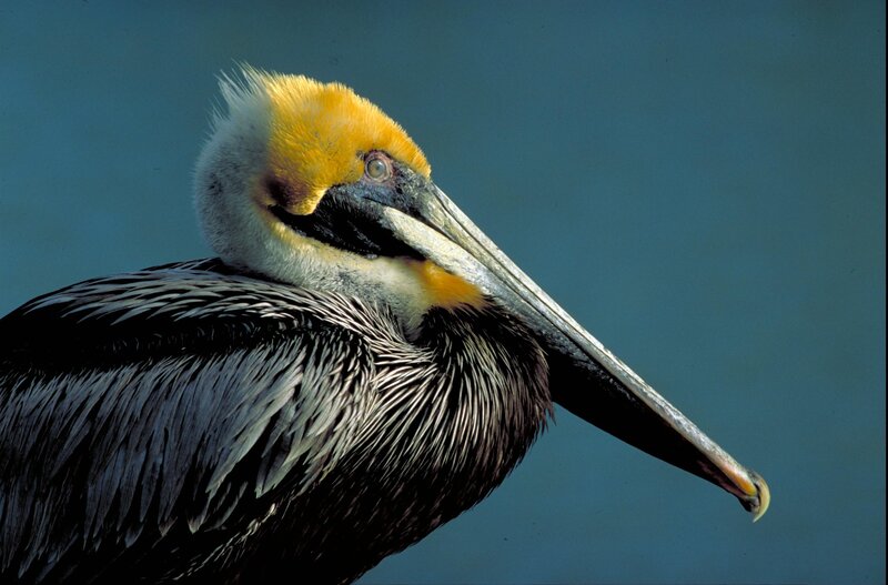 Brown Pelican