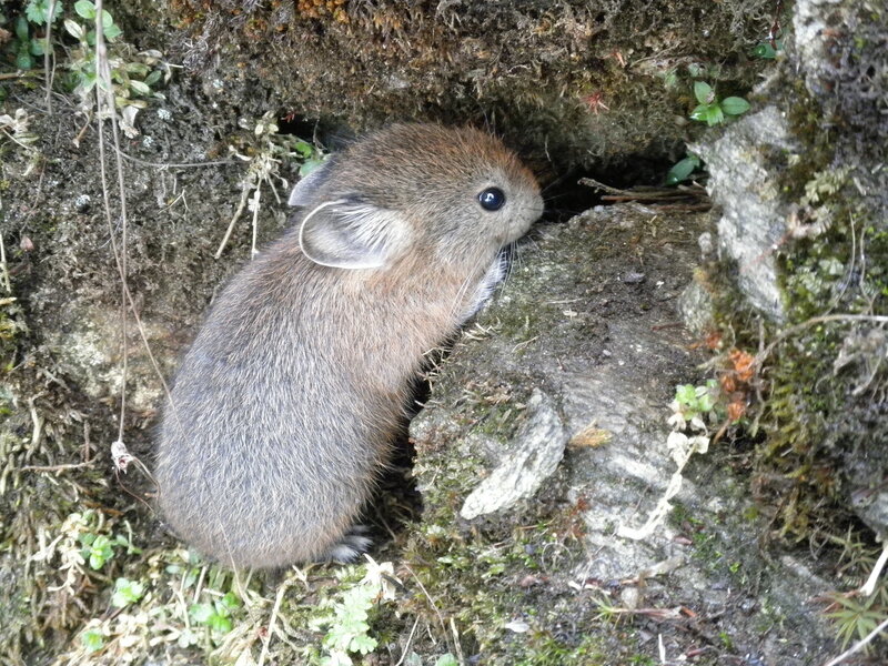 Brown Pika in Rock Crevice