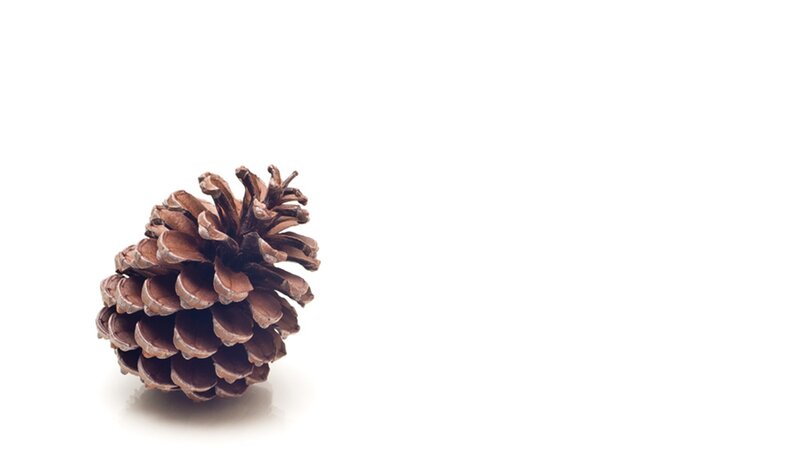 Brown Pine Cone — Neutral