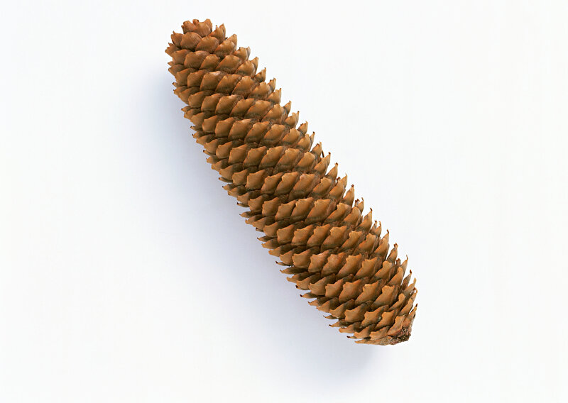 brown pine cone
